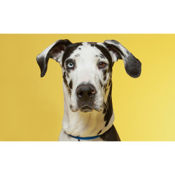 Tło 2,72x11m-DAF-FO-DIL kartonowe