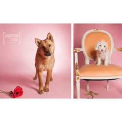 Tło 2,72x11m-PASTEL PINK kartonowe