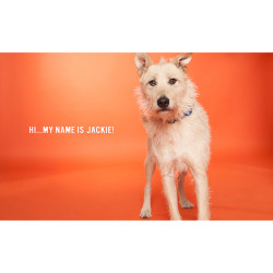 Tło 2,72x11m-TANGERINE kartonowe